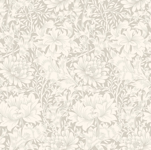 CHRYSANTHEMUM - Dove