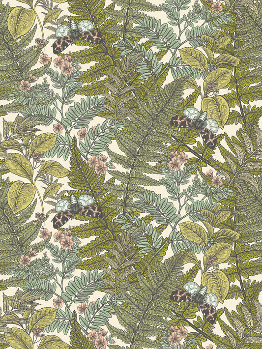 WILD FERNS - Juniper